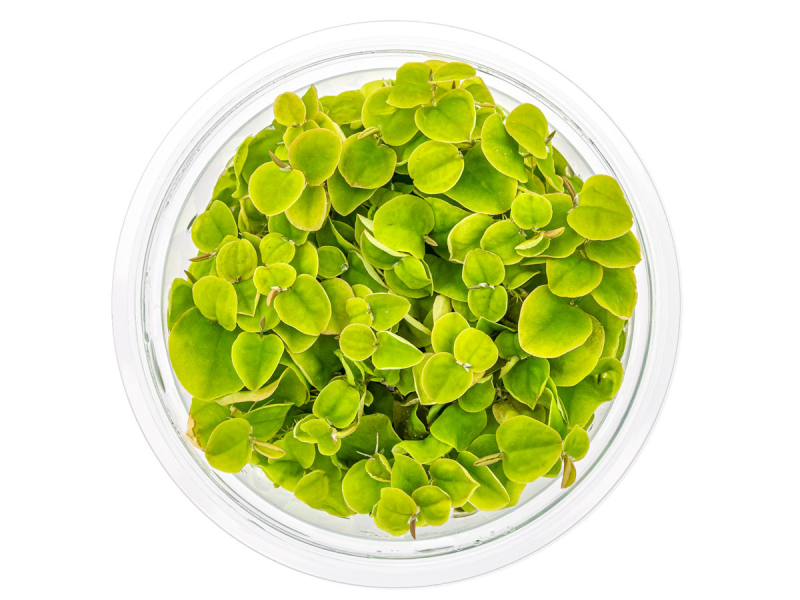 Schwimm-Wolfsmilch - Phyllanthus fluitans in vitro